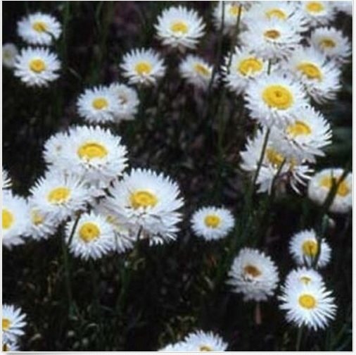 Neysastore Paper Daisy- White- 50 Seeds