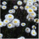Neysastore Paper Daisy- White- 50 Seeds