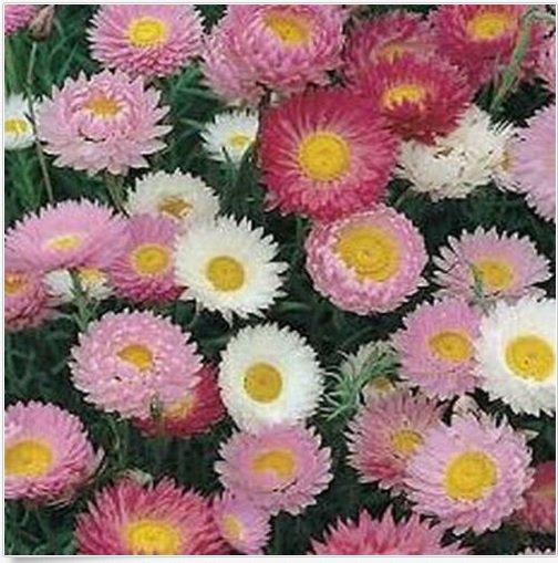 Neysastore Paper Daisy- Mix- 50 Seeds