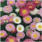 Neysastore Paper Daisy- Mix- 50 Seeds