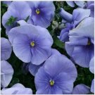 Neysastore Pansy (Viola x Wittrockiana Clear Crystals Light Blue)- 50 Seeds