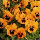 Neysastore Pansy (Viola x Wittrockiana Swiss Giant Flame)- 50 Seeds