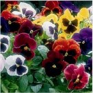 Neysastore Pansy (Viola Tricolor Maxima F2 St. Ravel Mix)- 50 Seeds