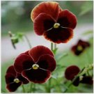 Neysastore Pansy (Viola x Wittrockiana Swiss Giant Claret)- 50 Seeds