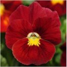 Neysastore Pansy (Viola Wittrockiana Clear Crystals Scarlet)- 50 Seeds