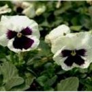 Neysastore Pansy (Viola Wittrockiana Swiss Giant Silverbride- 50 Seeds