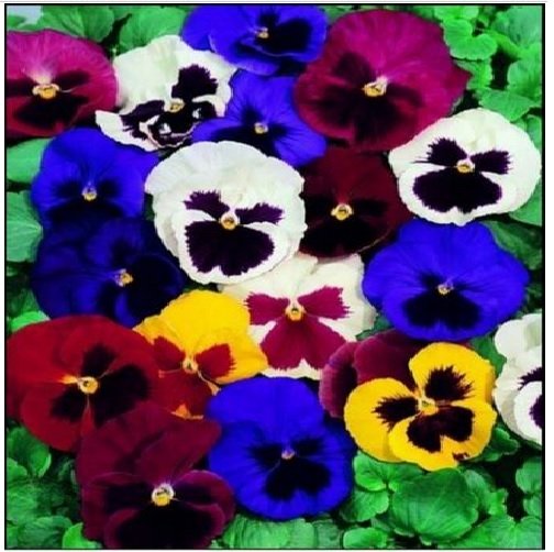Neysastore Pansy ( Swiss Giant Mixed colors- 50 Seeds