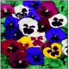 Neysastore Pansy ( Swiss Giant Mixed colors- 50 Seeds