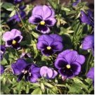 Neysastore Pansy (Viola Wittrockiana Swiss Giant Ullswater) 50 Seeds