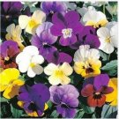 Neysastore Pansy (Viola Wittrockiana Swiss Giant Velvet Mix)- 50 Seeds