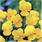 Neysastore Pansy (Viola Wittrockiana Clear Crystals Yellow) - 50 Seeds