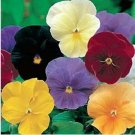 Neysastore Pansy (Viola Wittrockiana Clear Crystals -Mix colors) - 50 Seeds