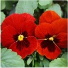 Neysastore Pansy (Viola x Wittrockiana Swiss Giant Alpenglow) - 50 Seeds