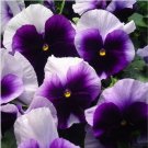 Neysastore Pansy (Viola x Wittrockiana Swiss Giant Beaconsfield) - 50 Seeds