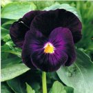 Neysastore Pansy (Viola x Wittrockiana Swiss Giant Bergwacht) - 50 Seeds