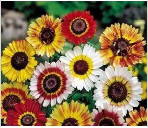 Neysastore Painted Daisy Mum-Chrysanthemum- Tricolor- 100 Seeds