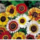 Neysastore Painted Daisy Mum-Chrysanthemum- Tricolor- 100 Seeds