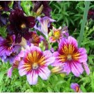 Neysastore Painted Tongue- Salpiglossis- 100 Seeds