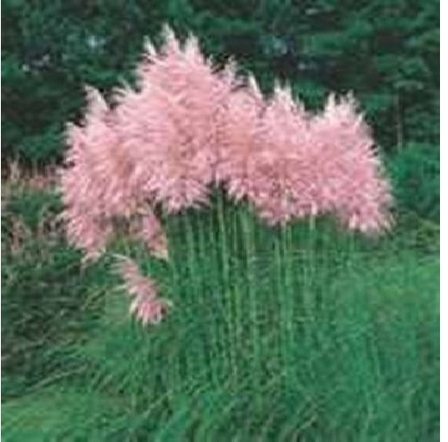 Neysastore Pampas Grass- Pink (Cortaderia selloana)- 100 Seeds