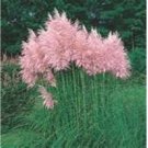 Neysastore Pampas Grass- Pink (Cortaderia selloana)- 100 Seeds