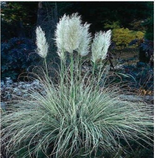 Neysastore Pampas Grass- White (Cortaderia selloana)- 100 Seeds