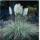 Neysastore Pampas Grass- White (Cortaderia selloana)- 100 Seeds