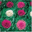 Neysastore Ornamental Cabbage (Brassica Oleracea)- 50 Seeds