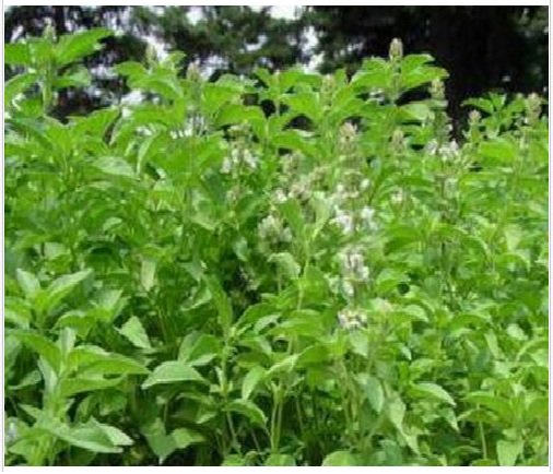 Neysastore Basil- Lime- (Ocimum Basilicum ) -200 Seeds