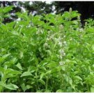 Neysastore Basil- Lime- (Ocimum Basilicum ) -200 Seeds