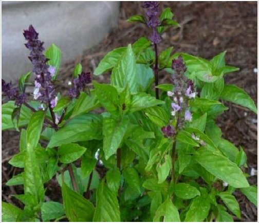 Neysastore Basil (Ocimum Basilicum)- Cinnamon- 100 Seeds
