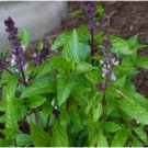 Neysastore Basil (Ocimum Basilicum)- Cinnamon- 100 Seeds
