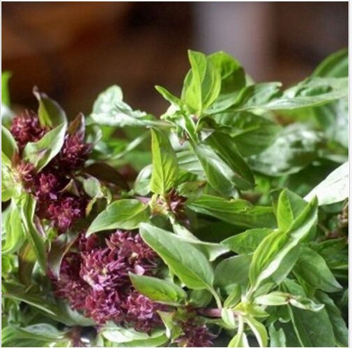 Neysastore Basil (Ocimum Basilicum)- Licorice- 100 Seeds