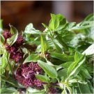 Neysastore Basil (Ocimum Basilicum)- Licorice- 100 Seeds