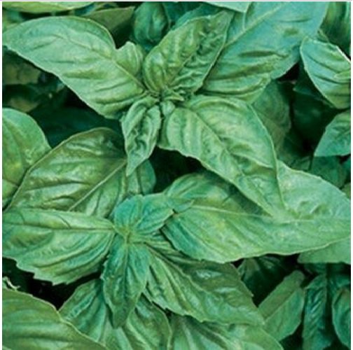 Neysastore Basil Italian- Large Leaved (Ocimum Basilicum)- 200 Seed