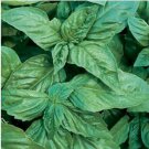 Neysastore Basil Italian- Large Leaved (Ocimum Basilicum)- 200 Seed