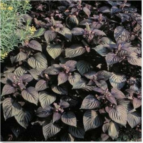 Neysastore Beefsteak Plant- Perilla- 50 Seeds