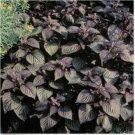 Neysastore Beefsteak Plant- Perilla- 50 Seeds