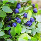 Neysastore Blueberry (Vaccinium Myrtillus) - 50 Seeds