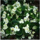 Neysastore Begonia- Wax (Begonia Semperflorens)- White - 50 Seeds