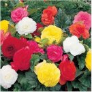 Neysastore Begonia Tuberosa Double Mix- 25 Seeds