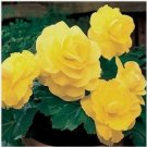 Neysastore Begonia Tuberosa Double- Yellow- 25 Seeds