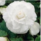 Neysastore Begonia Tuberosa Double- White- 25 Seeds