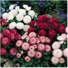 Neysastore Bellis (Perennis Super Enorma)- Mix - 100 Seeds