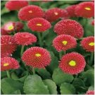 Neysastore Bellis (Perennis Super Enorma)- Red - 100 Seeds