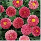 Neysastore Bellis (Perennis Super Enorma)- Rose - 100 Seeds