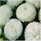 Neysastore Bellis (Perennis Super Enorma)- White - 100 Seeds