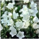 Neysastore Bellflower (Campanula Persicifolia) White - 100 Seeds