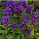 Neysastore Bellflower (Campanula Glomerata) Superba- 50 Seeds