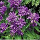 Neysastore Bellflower- Cluster (Campanula Glomerata Acaulis)- 100 Seeds
