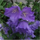 Neysastore Bellflower (Campanula Persicifolia)- Blue- 100 Seeds